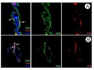 normal-breast-microenvironment-redirects