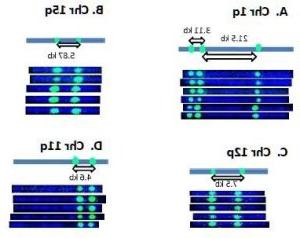 subtelomeres-labeled